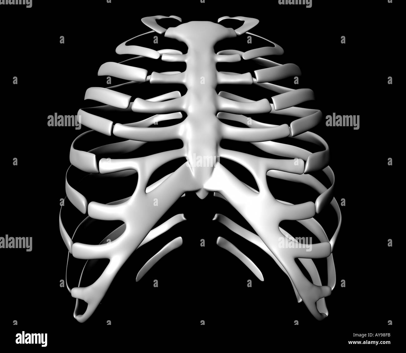 Rib cage Black and White Stock Photos & Images Alamy