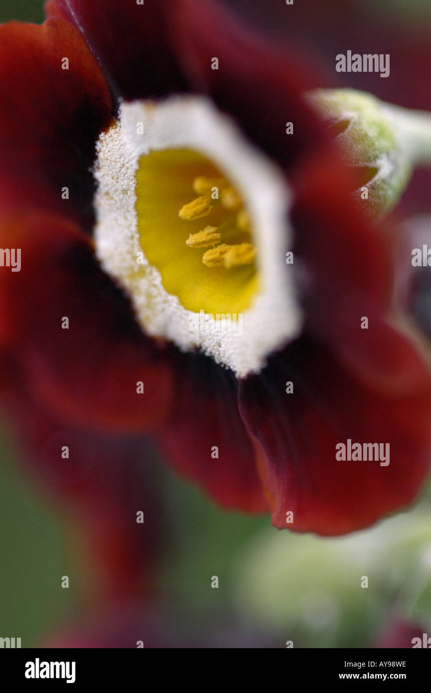 auricula primula rich read head with yellow centre Stock Photo