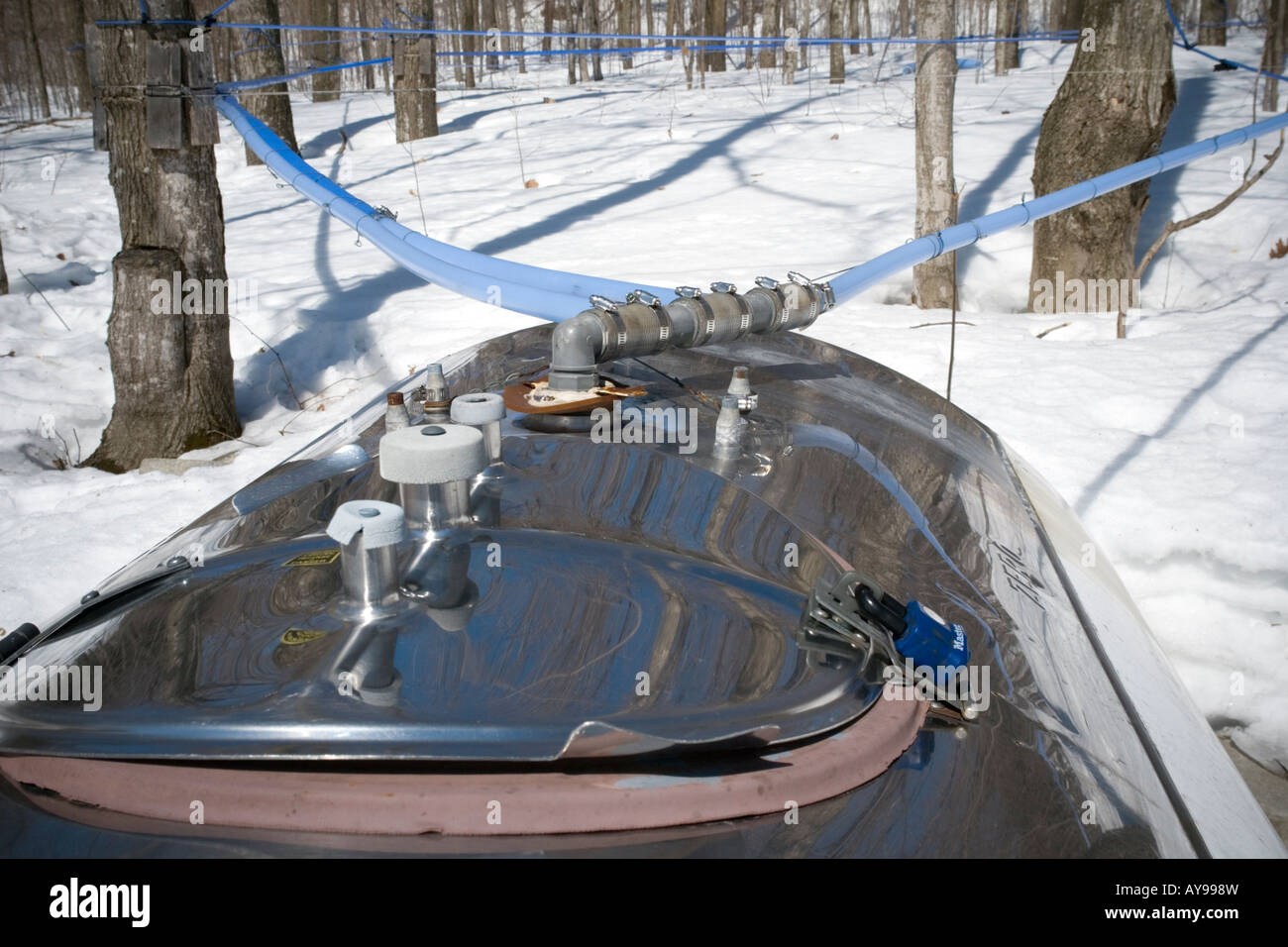 Modern maple sap collection methods are used here in production of