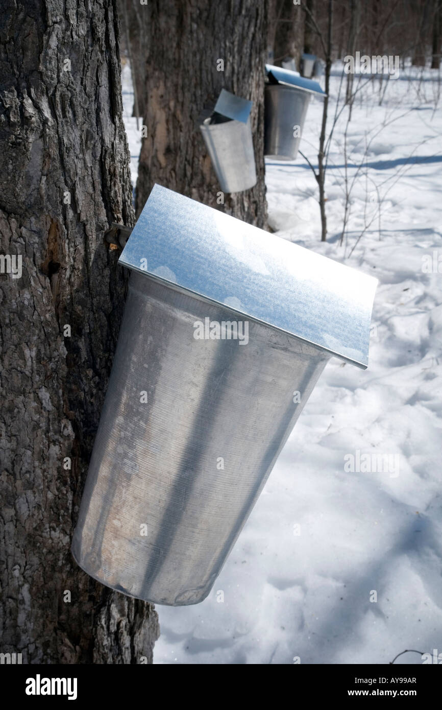 Maple syrup production buckets are fixed to maple trees to collect