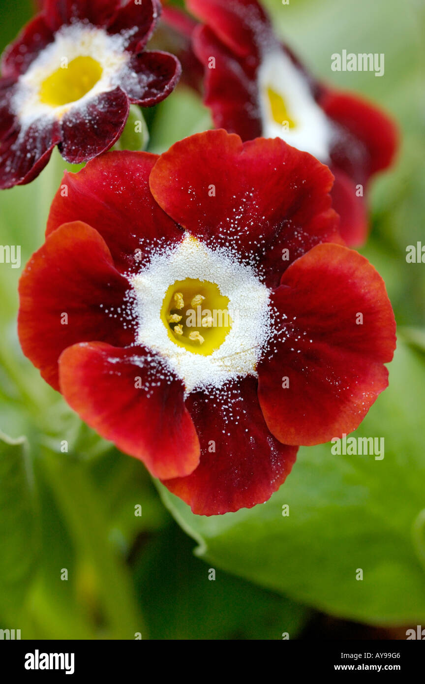 auricula primula rich read head with yellow centre Stock Photo