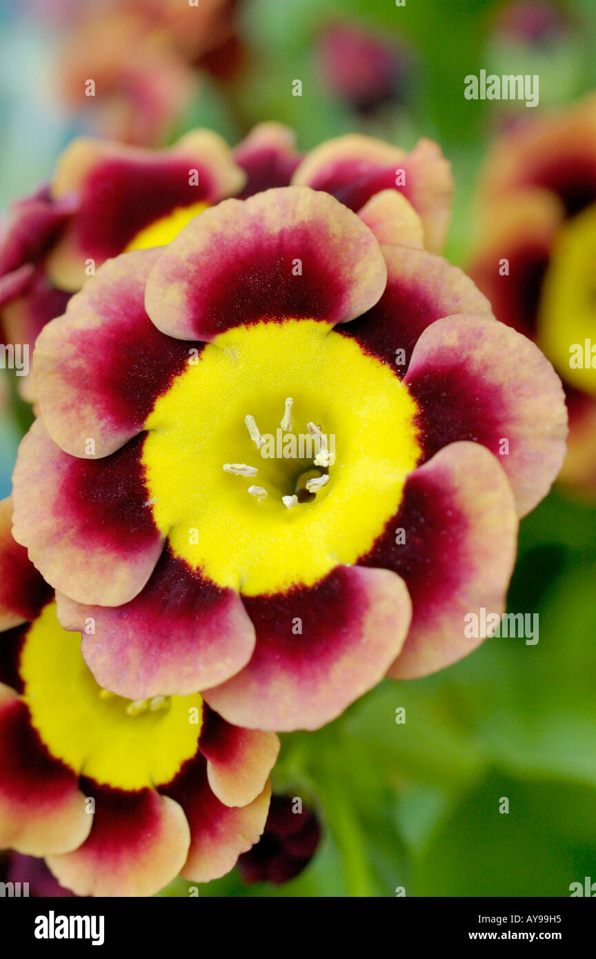 auricula primula rich read head with yellow centre Stock Photo