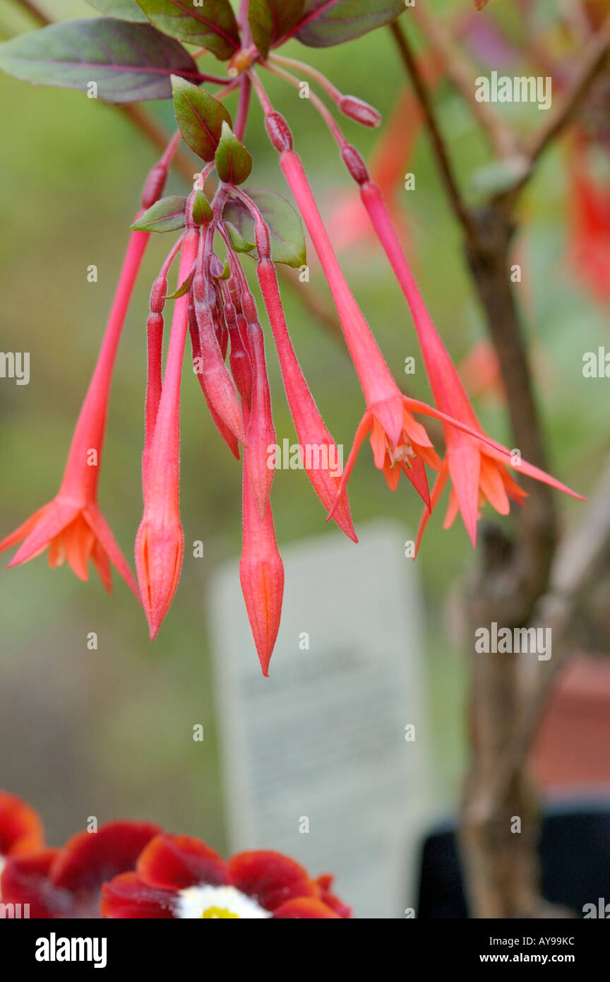 fuchsia thalia drooping flower heads Stock Photo Alamy