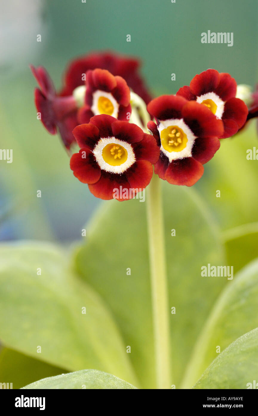 auricula primula rich read head with yellow centre Stock Photo