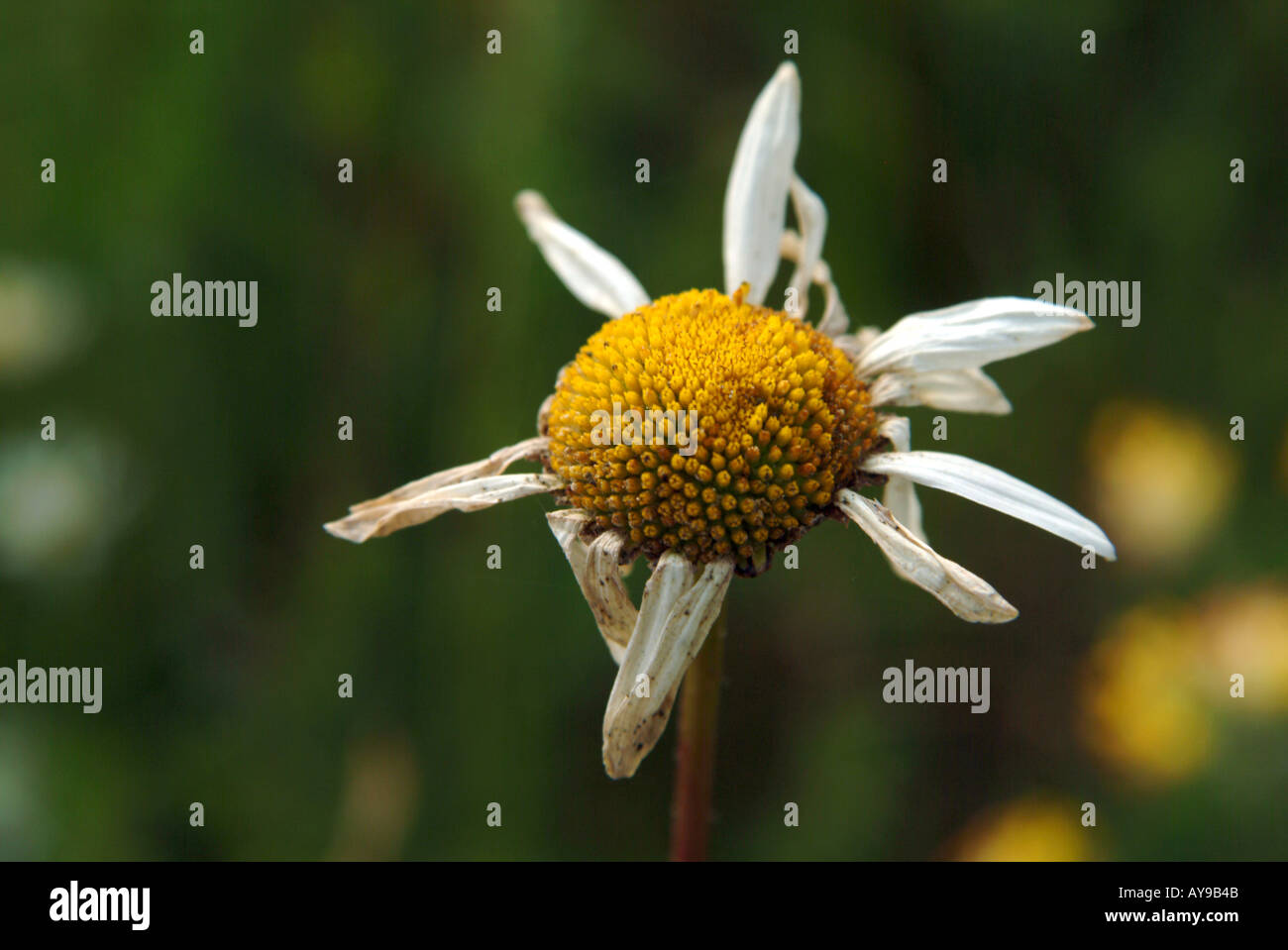 dying daisy flower with petals dropped off Cotswolds Gloucestershire England UK Europe Stock