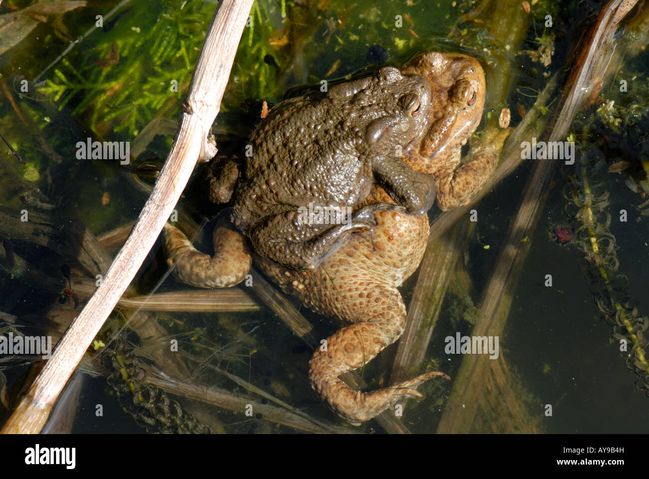 Common European toads Bufo bufo male on top of female during spawning Stock Photo