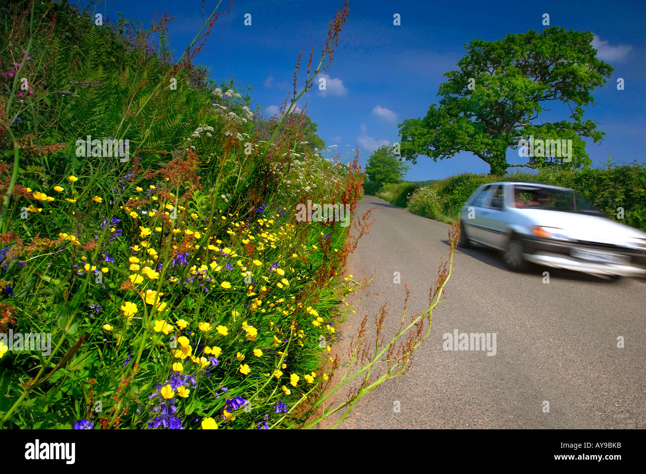 Wildflowers growing on a country lane verge in South East Cornwall UK Stock Photo