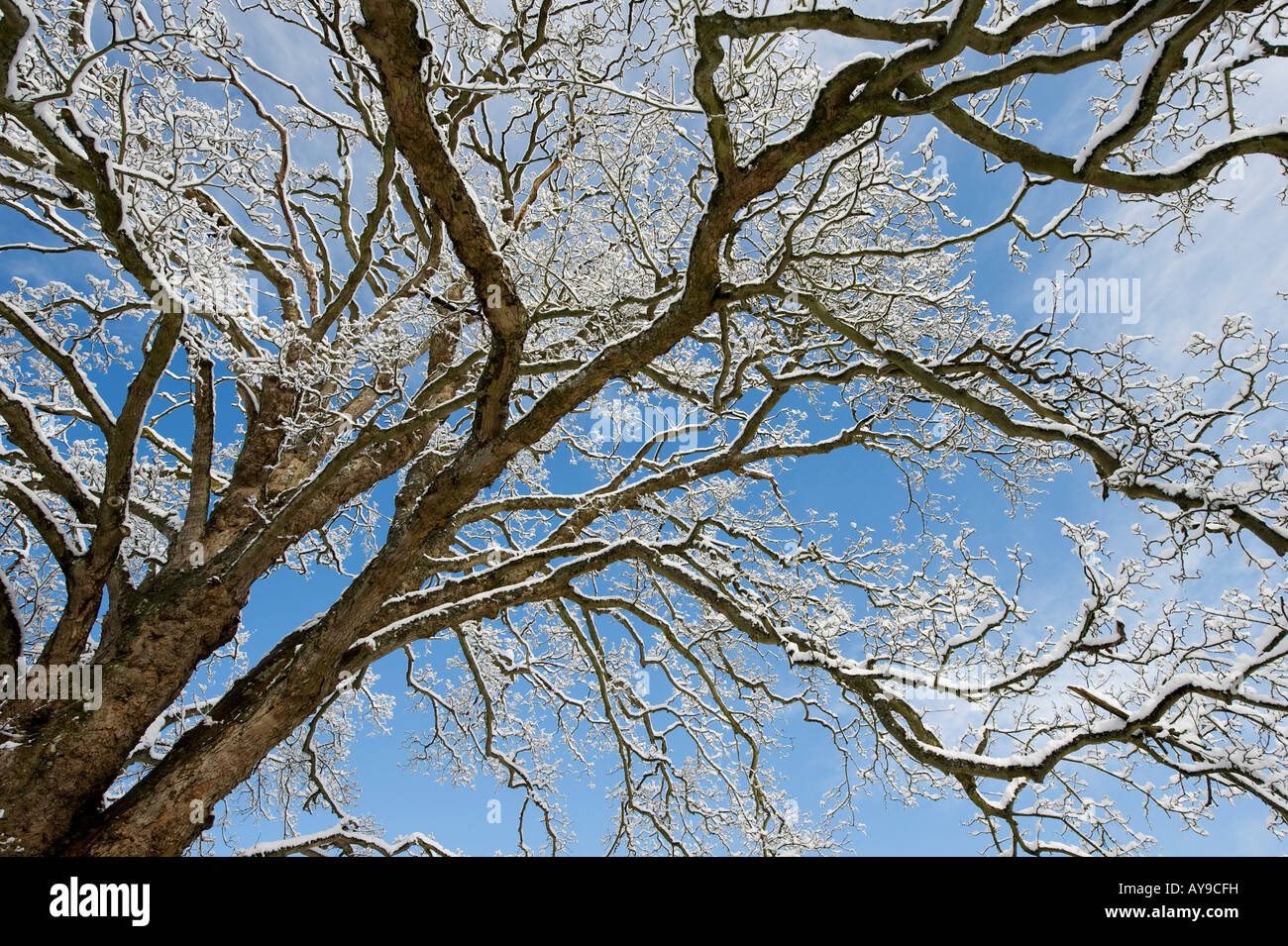 Snow covered oak tree hi-res stock photography and images - Alamy