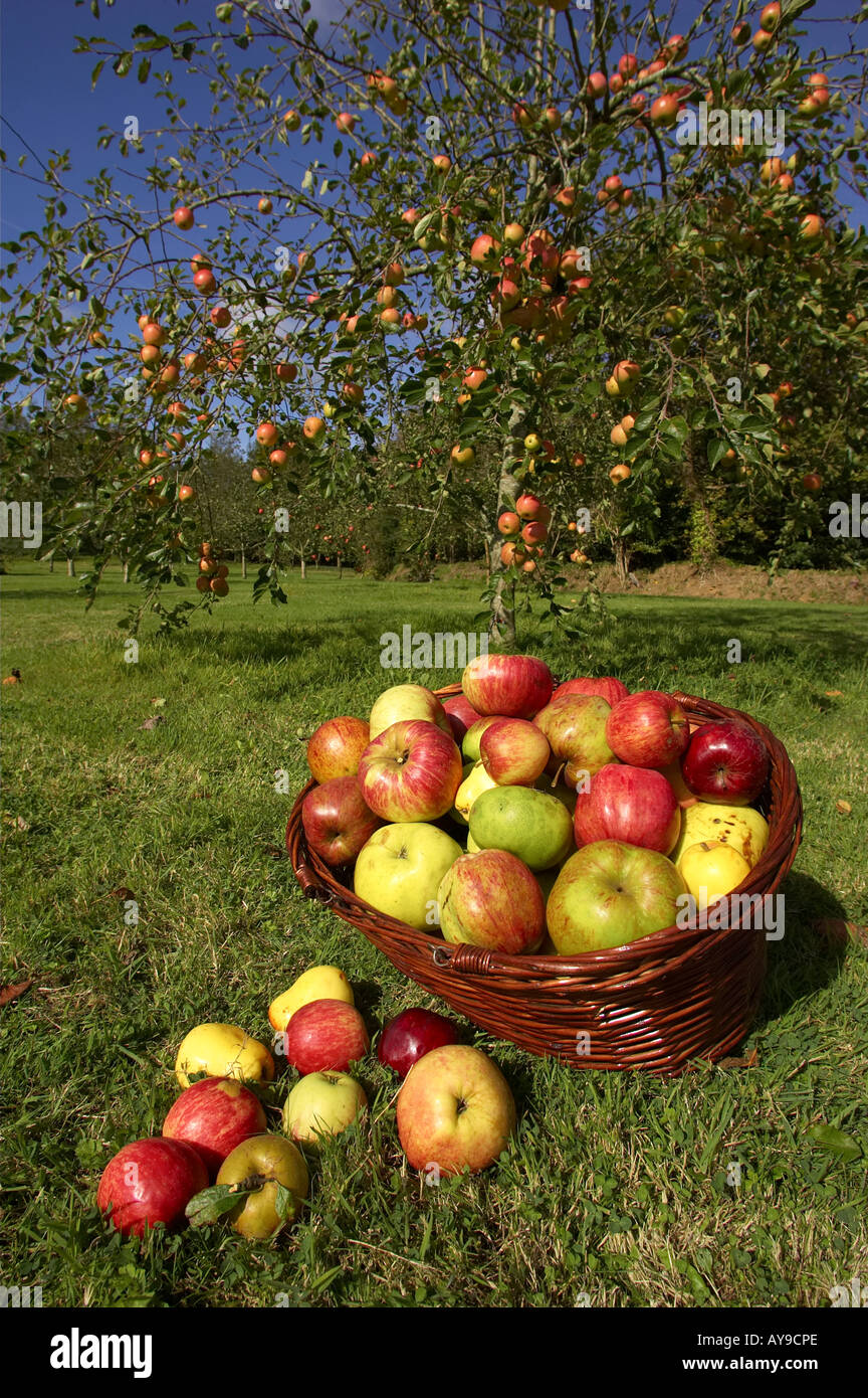 Apple orchard Cornwall England. Stock Photo