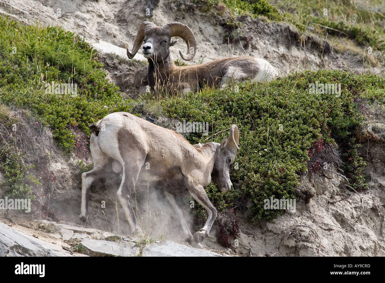 Rocky Mountain Bighorn Sheep on a hillside Stock Photo - Alamy