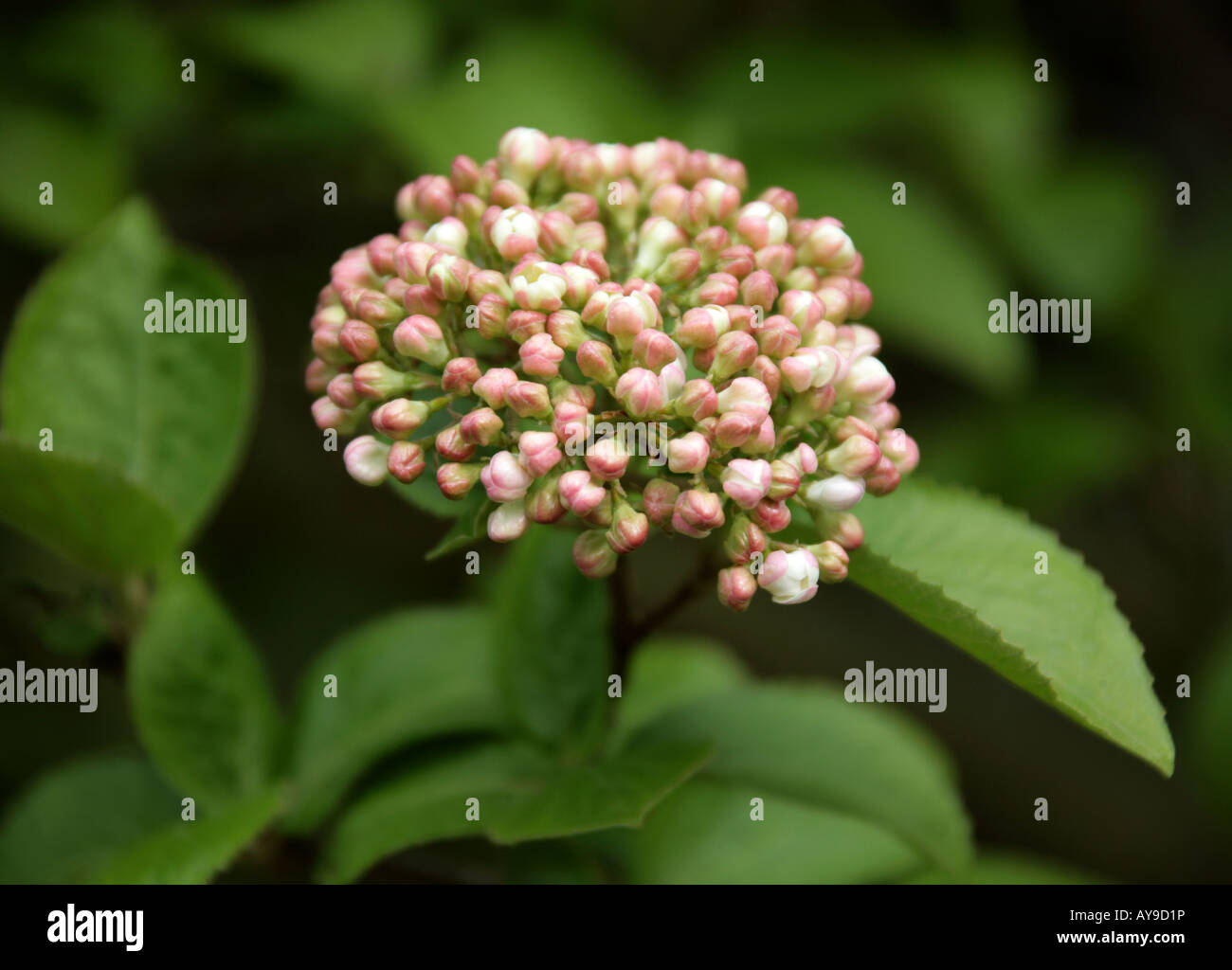 Cayuga Viburnum aka Fragrant Snowball, Viburnum carlcephalum, Adoxaceae Stock Photo