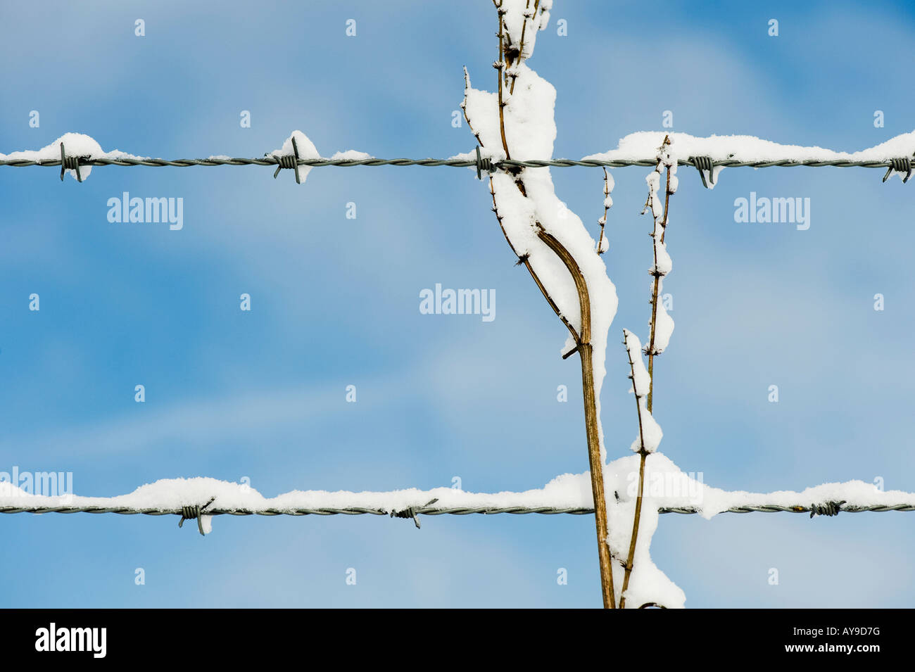 Barbed wire with dead plant and snow abstract. UK Stock Photo