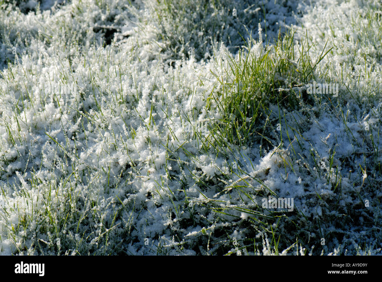 Early morning sunshine on a light snow covering on grass pasture in early spring Stock Photo