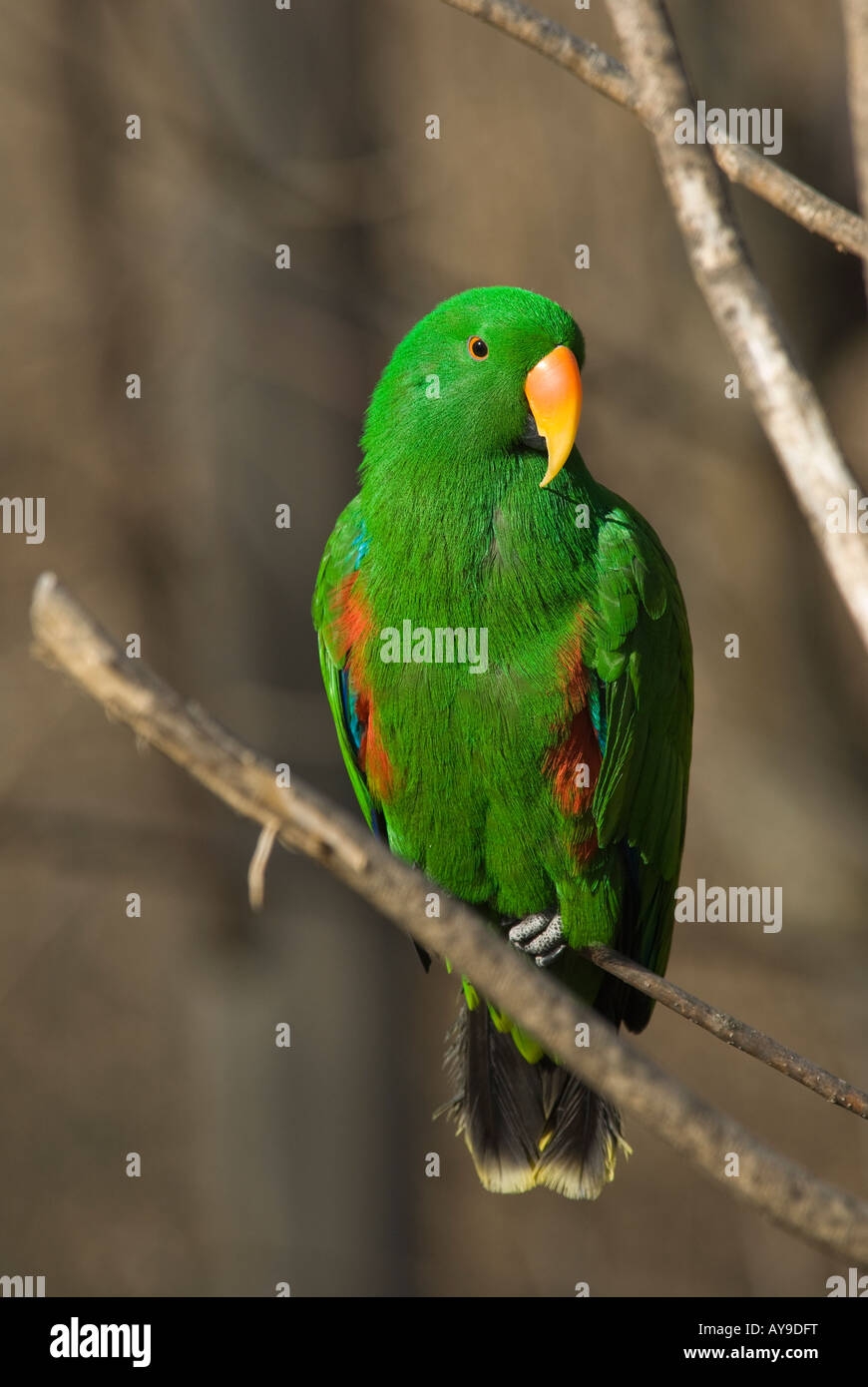 Green Eclectus Parrot Stock Photo