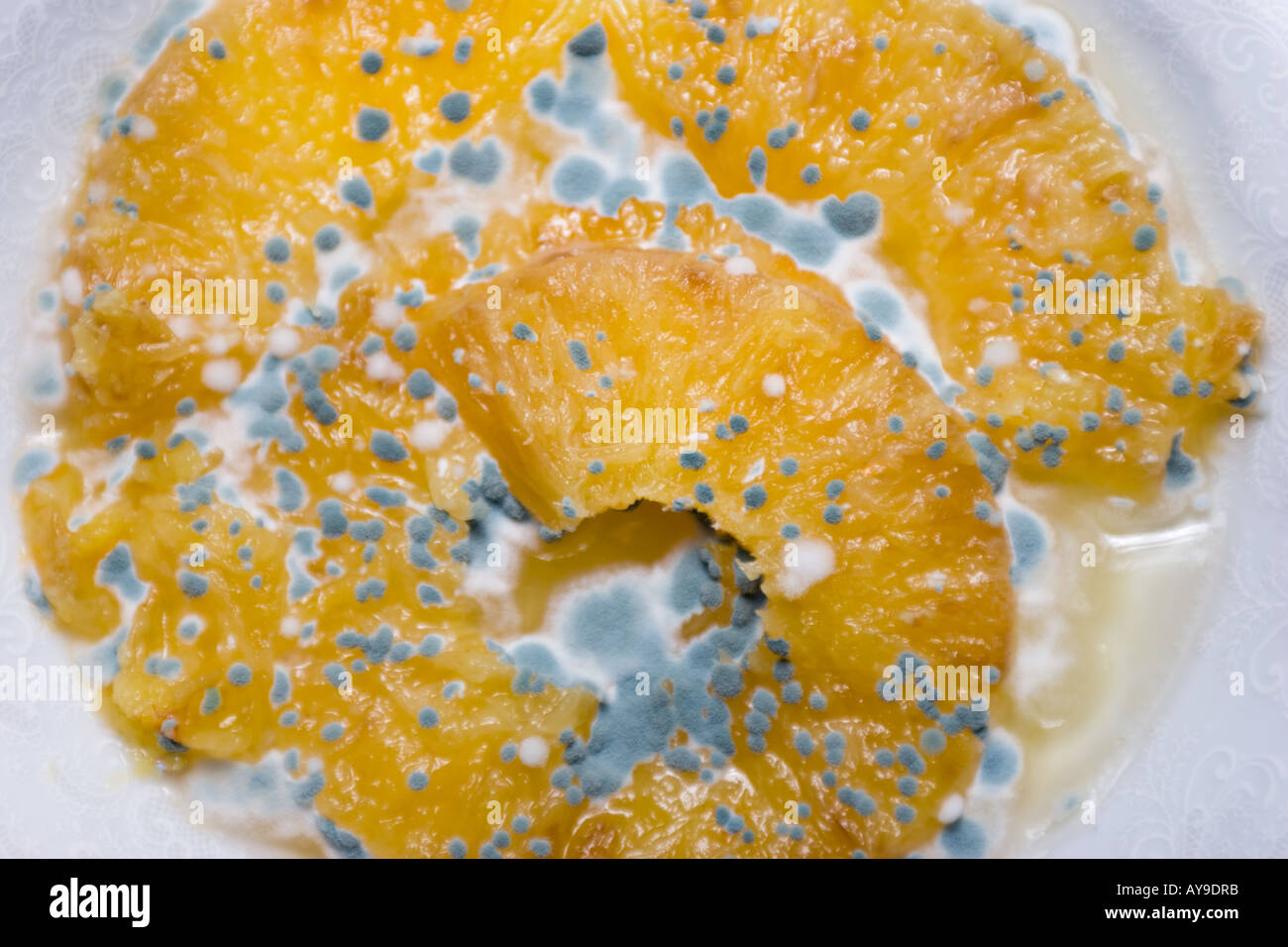 mould on pineapple fruit Stock Photo