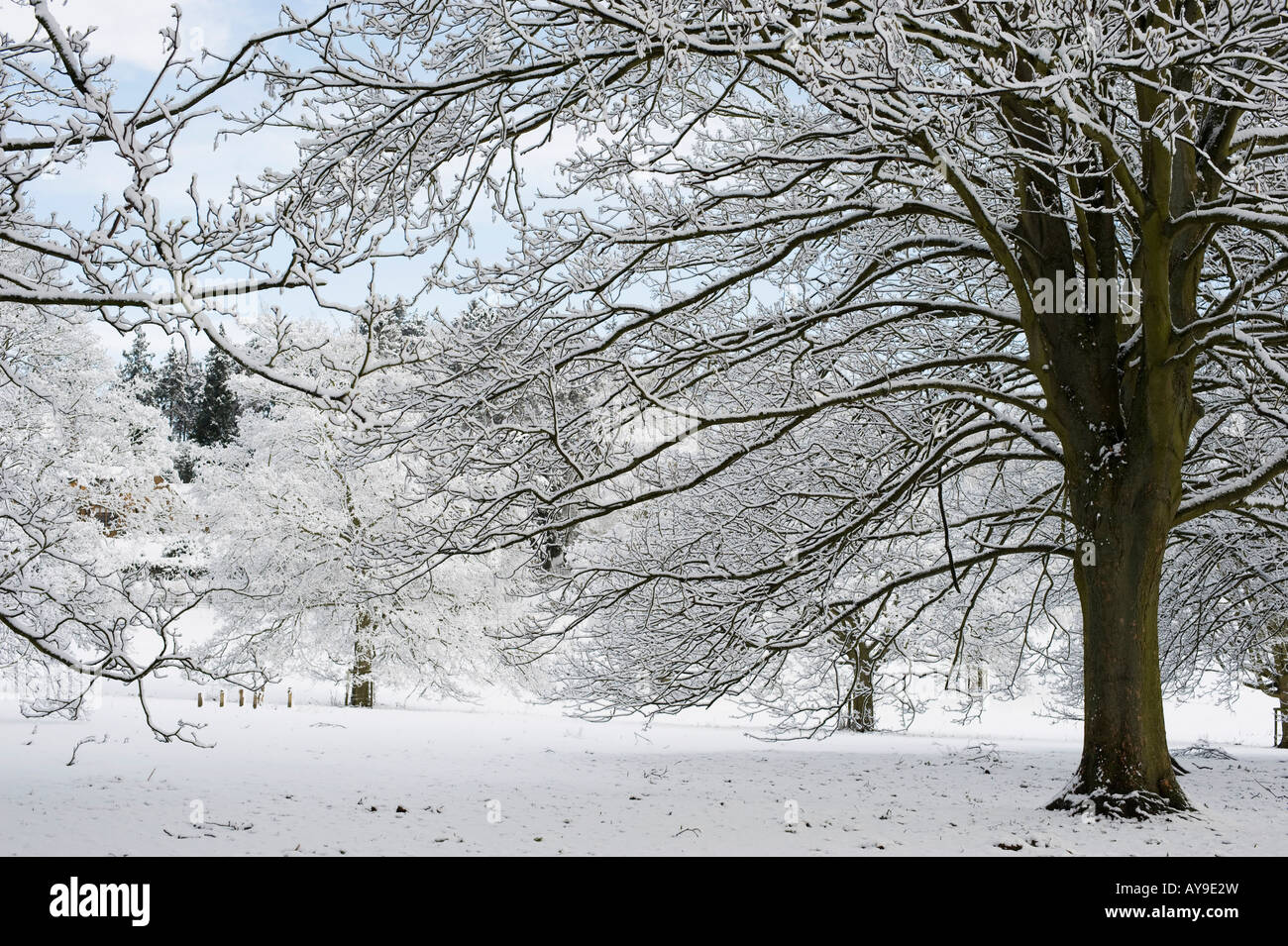 Snow covered trees in the oxfordshire countryside. UK Stock Photo