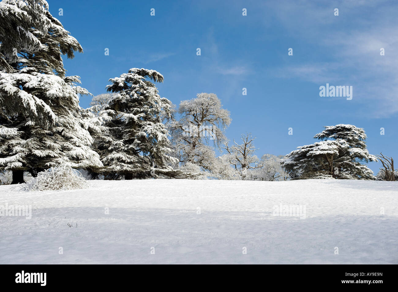 Snow covered trees in the Oxfordshire Countryside. UK Stock Photo
