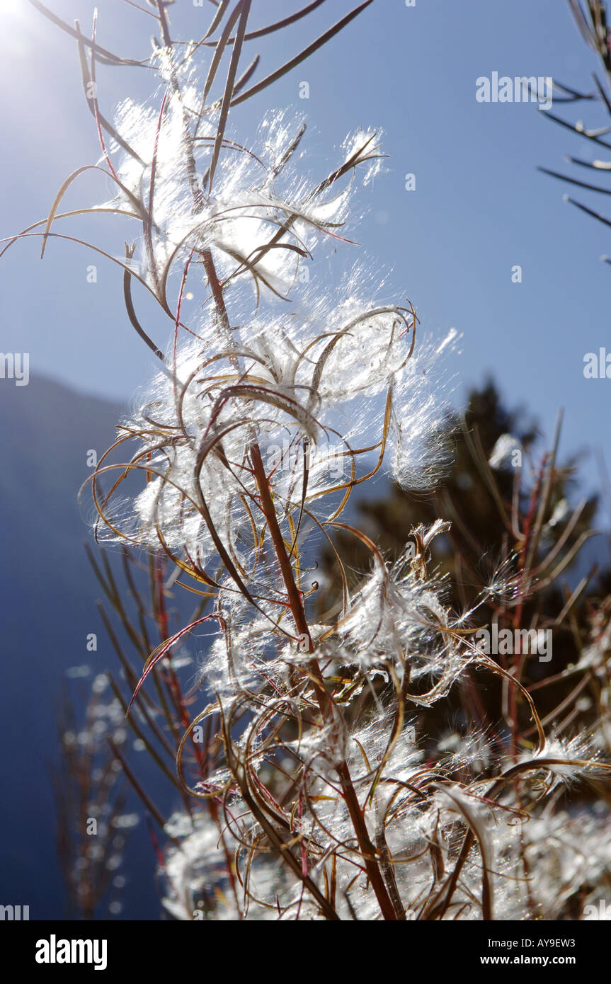 Pirin national park, fire weed, wind dissemination Stock Photo