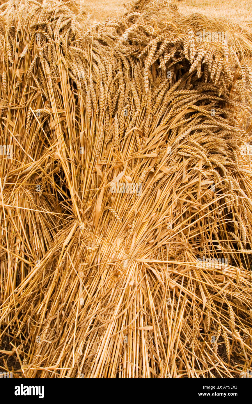 Stook corn hires stock photography and images Alamy