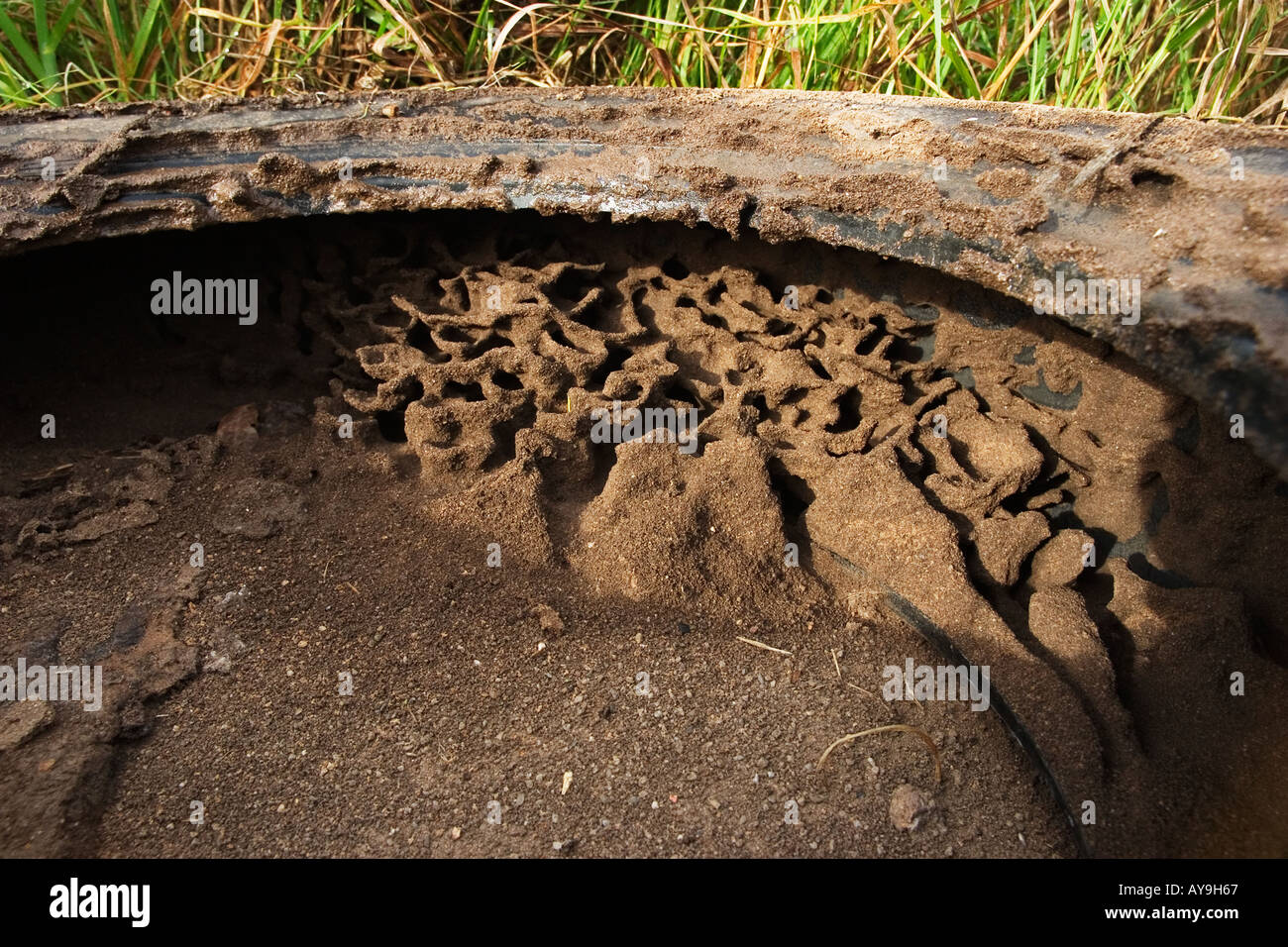 Unusual ants nest built in discarded car tyre Stock Photo Alamy