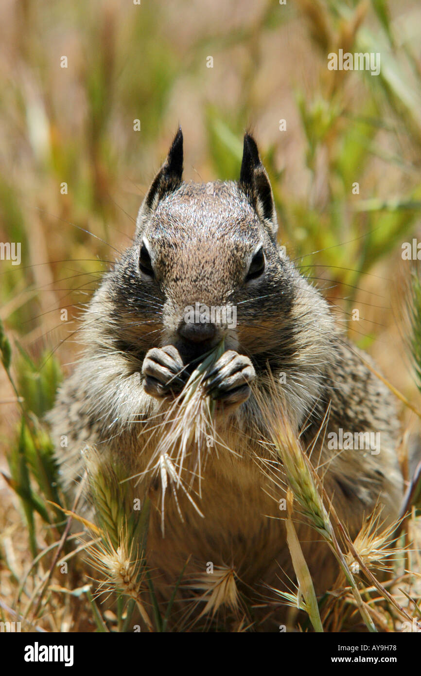 California Ground Squirrel Spermophilus Beecheyi Monterey California Stock Photo