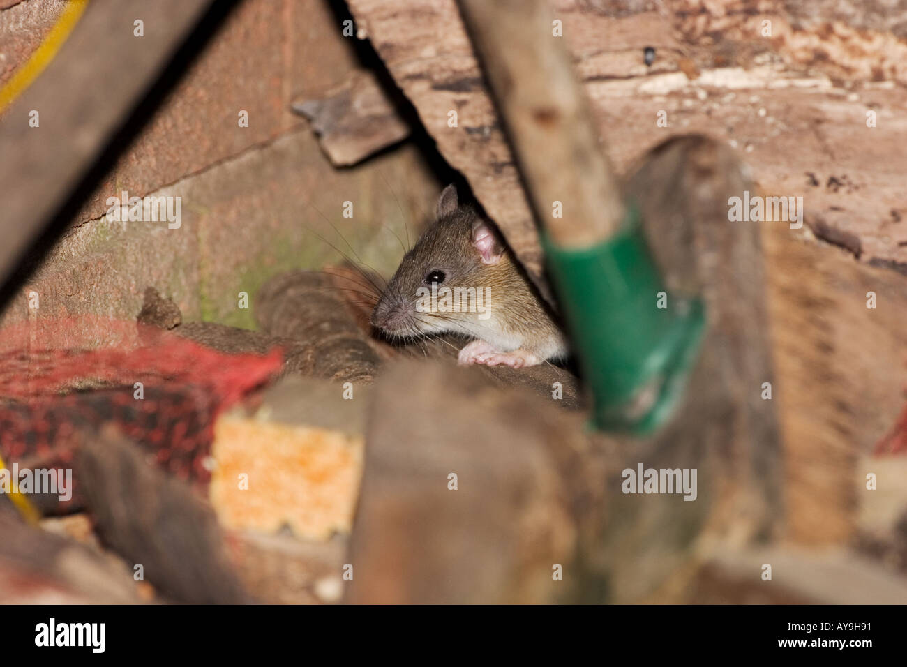 Brown rat in domestic wood pile Stock Photo