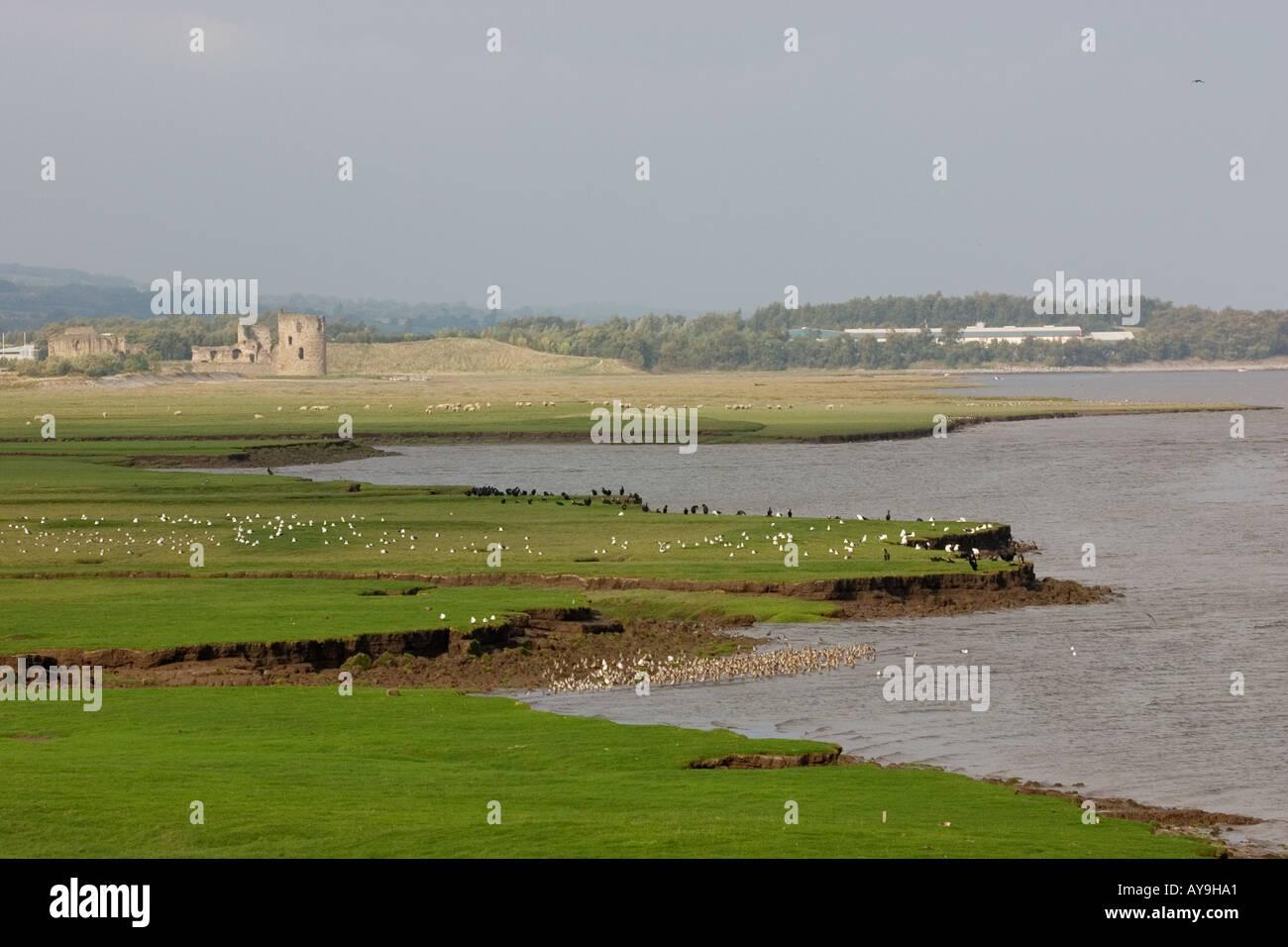 Flint Castle ruins and high tide roost of wading birds Stock Photo