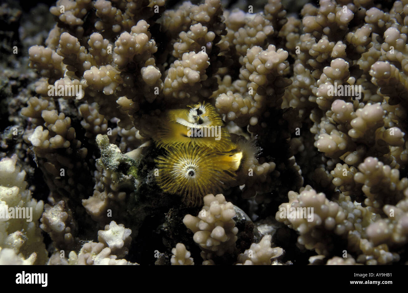 Gelber Spiralroehrenwurm in Hirschhorn Koralle Staghorn Coral Acropora humilis Stock Photo