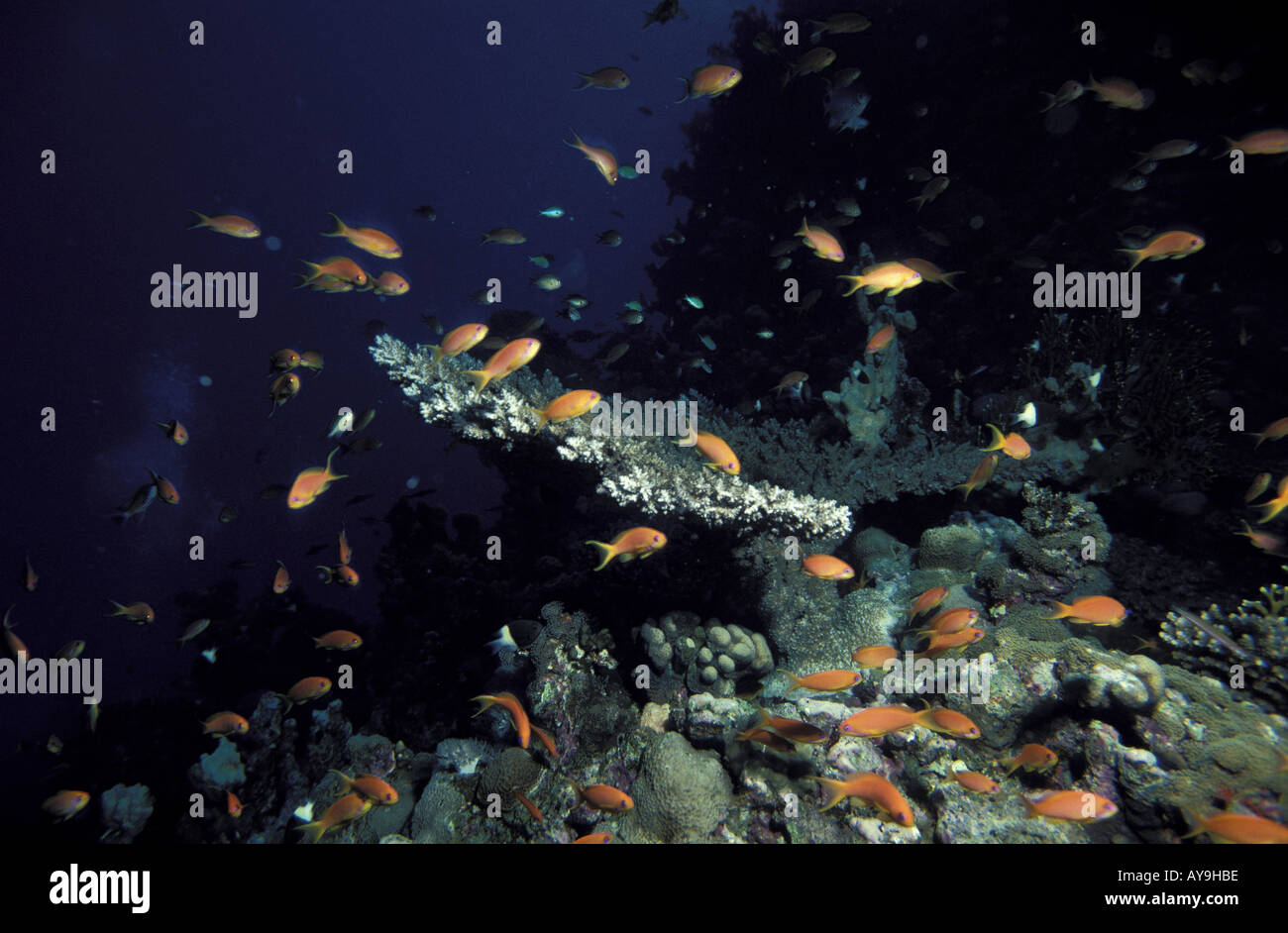 Hirschhorn Koralle Staghorn Coral Acropora humilis Stock Photo