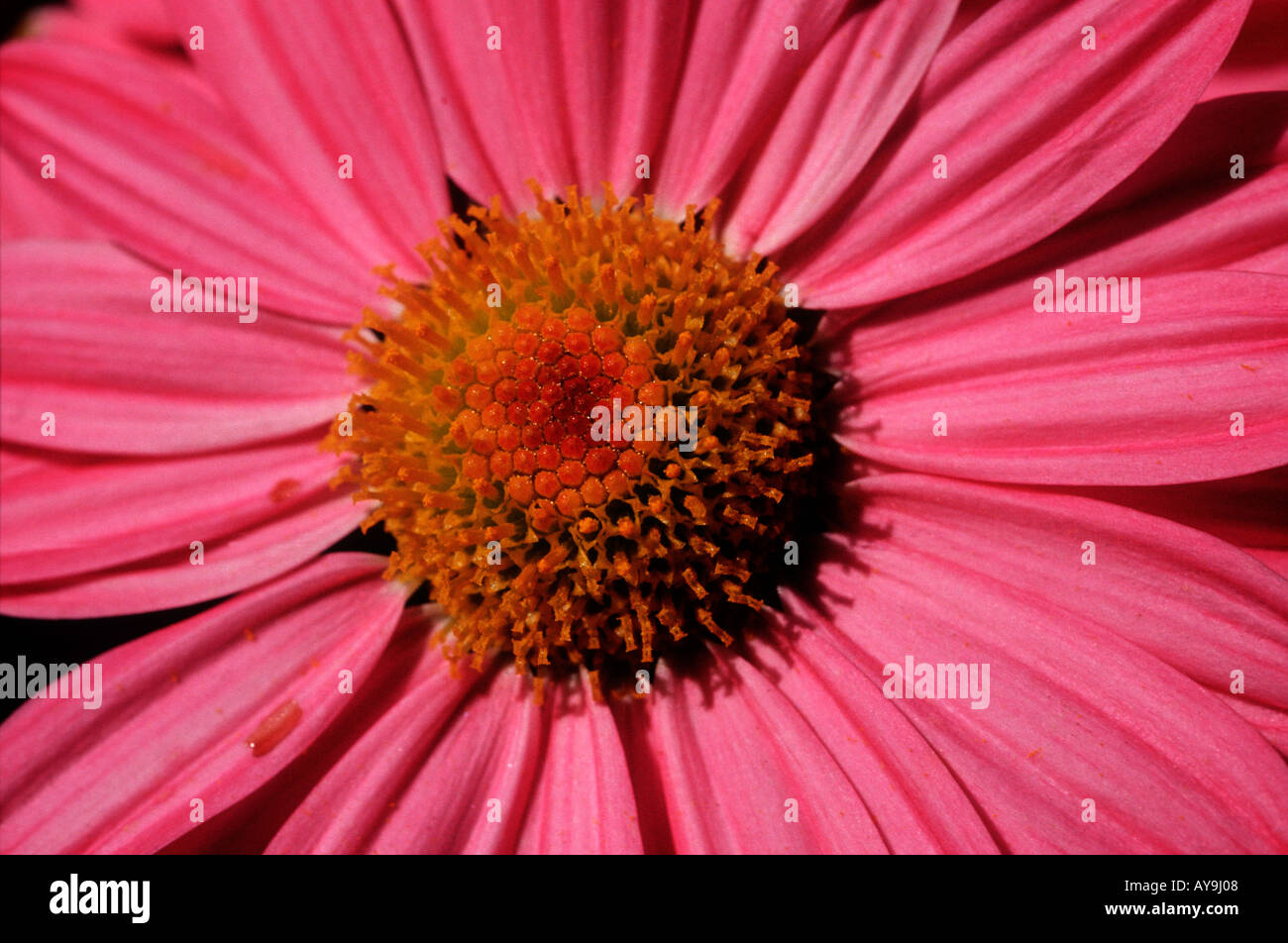The centre of a flower Stock Photo