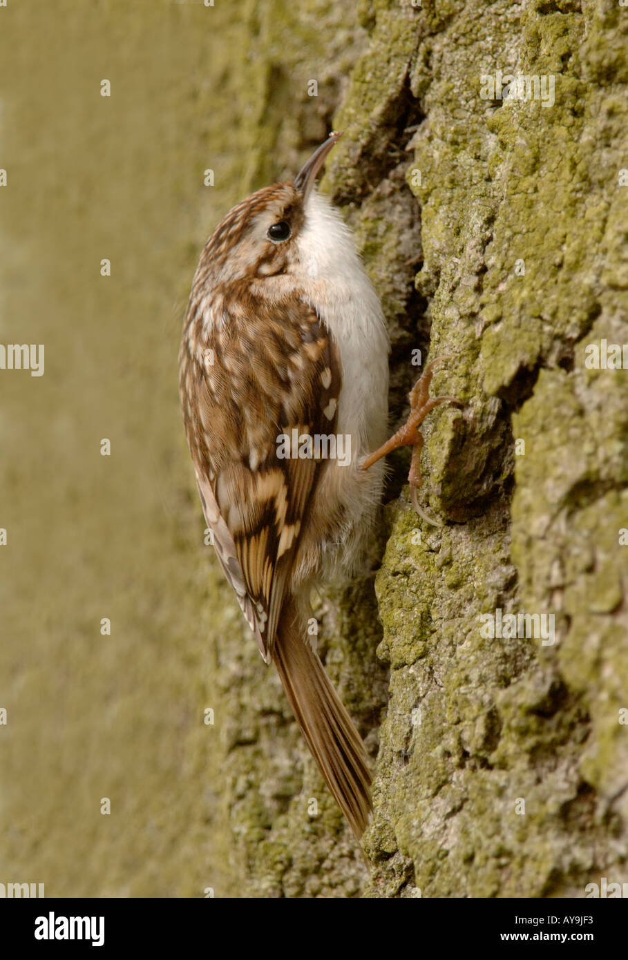 TREECREEPER single bird climbing tree trunk UK April Stock Photo Alamy