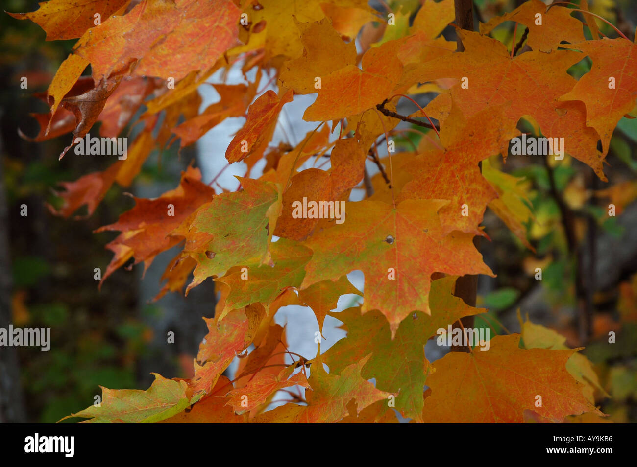 Autumn leaves, Canada. Stock Photo