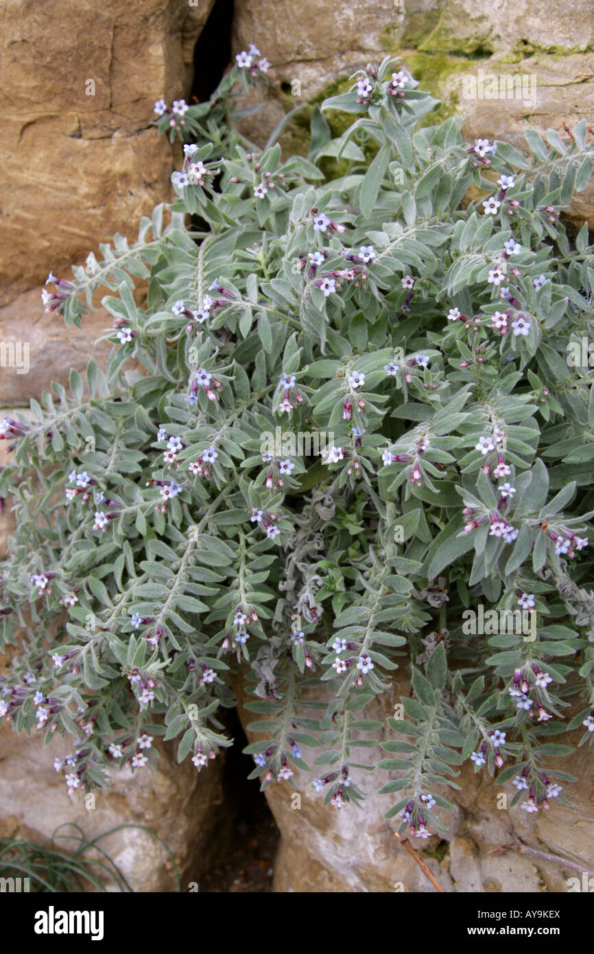 Alkanna aucheriana, Boraginaceae, Turkey, Caucasus Stock Photo