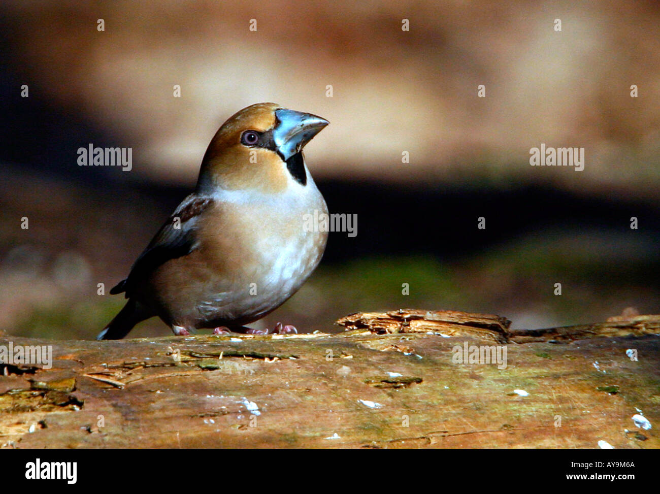 HAWFINCH Coccothraustes coccothraustes Stock Photo