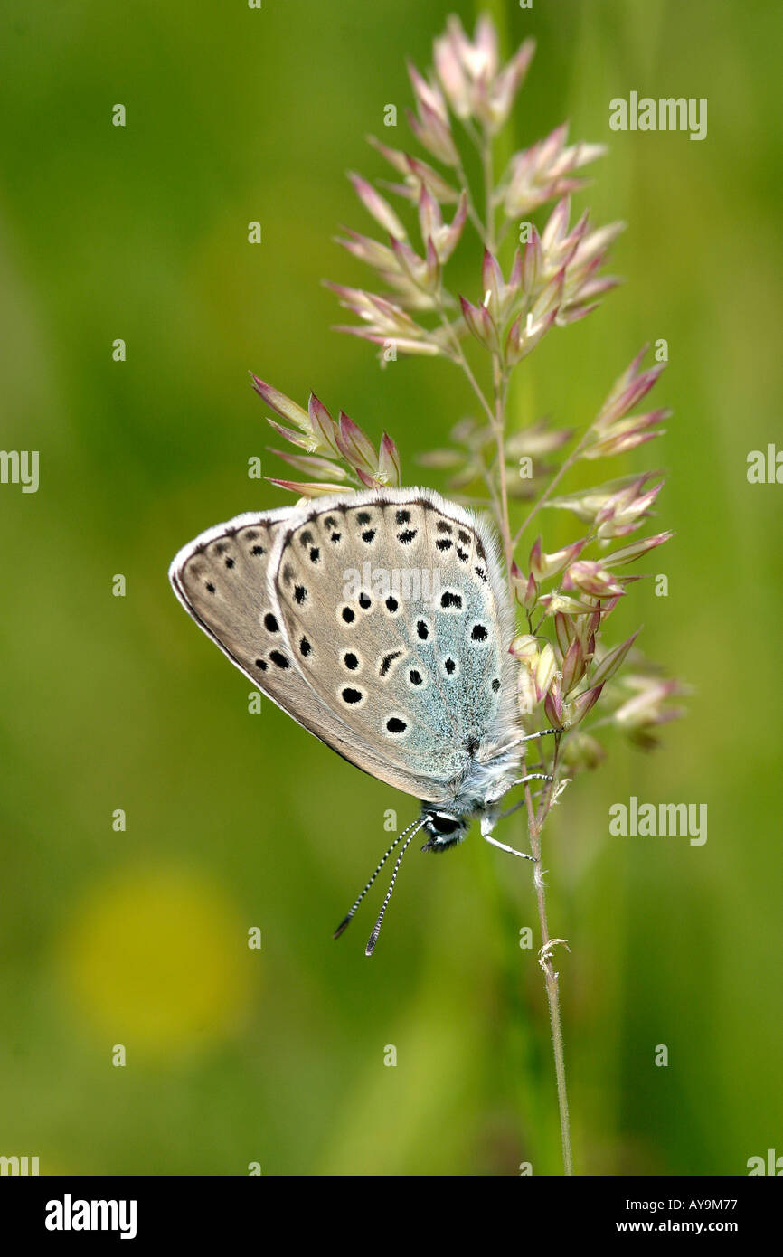 LARGE BLUE BUTTERFLY (Maculinea arion) Stock Photo