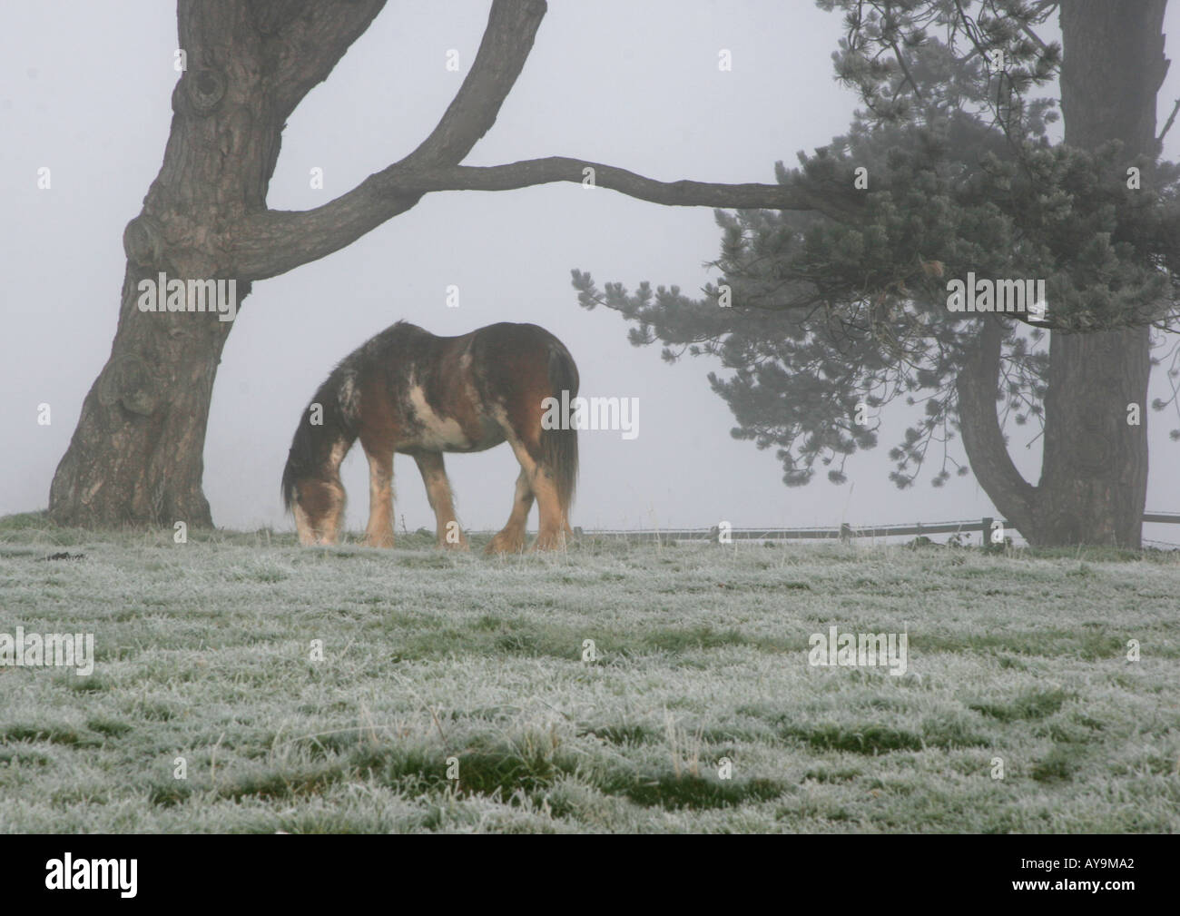 Draught Horse grazing in winter frost, Gloucestershire, England Stock Photo