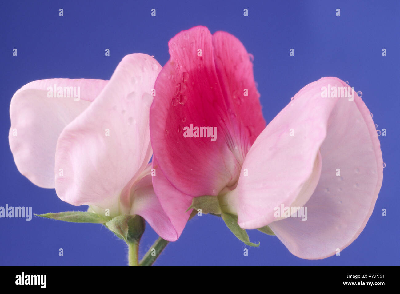 Lathyrus odoratus 'Pink Cupid' AGM (Dwarf sweet pea) Stock Photo