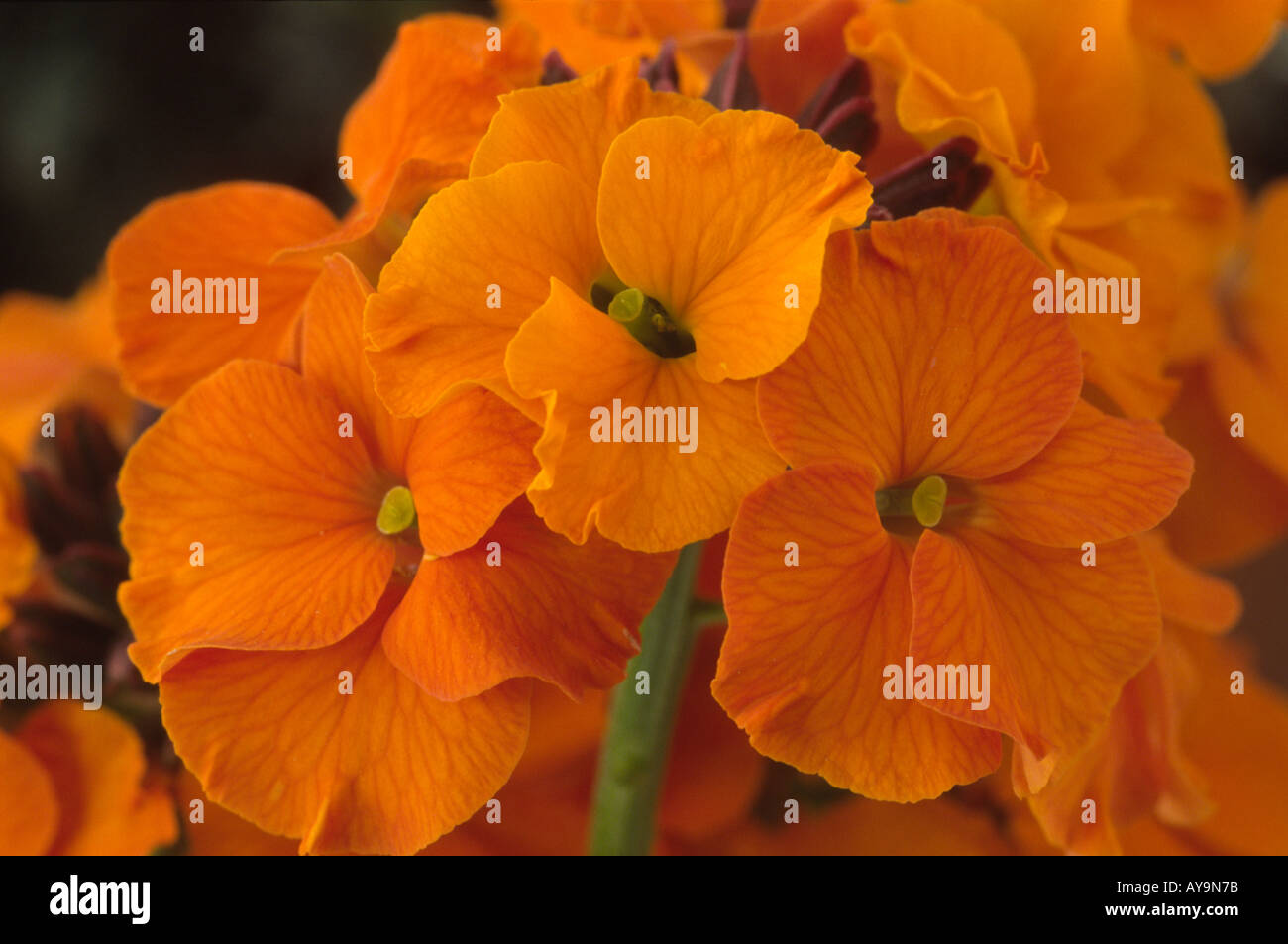 Hardy wallflower hires stock photography and images Alamy