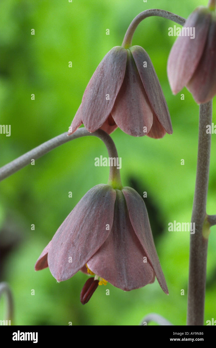 Fritillaria persica 'Senkoy'. Fritillary. Stock Photo