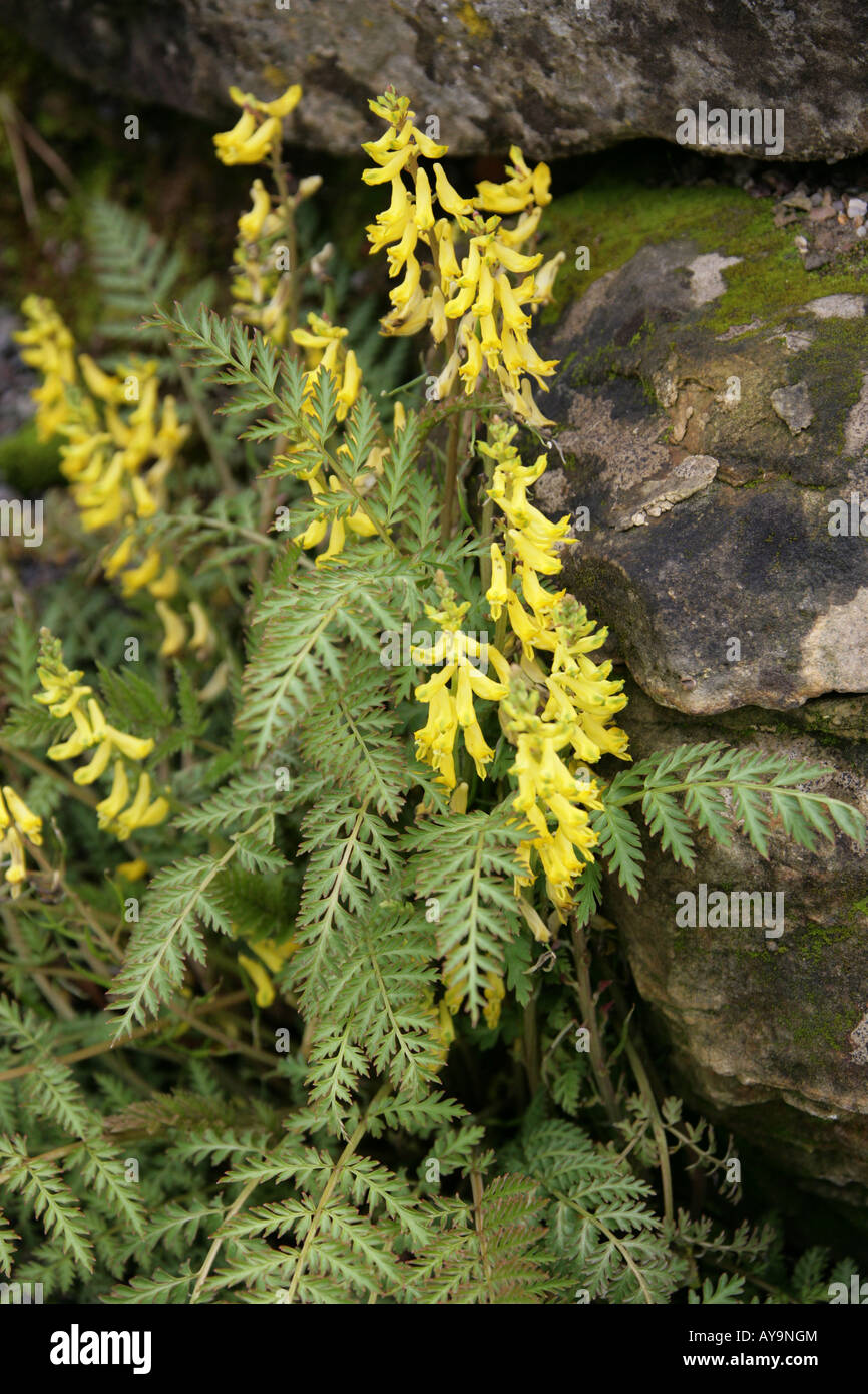 Ferny Corydalis Corydalis cheilanthifolia Stock Photo