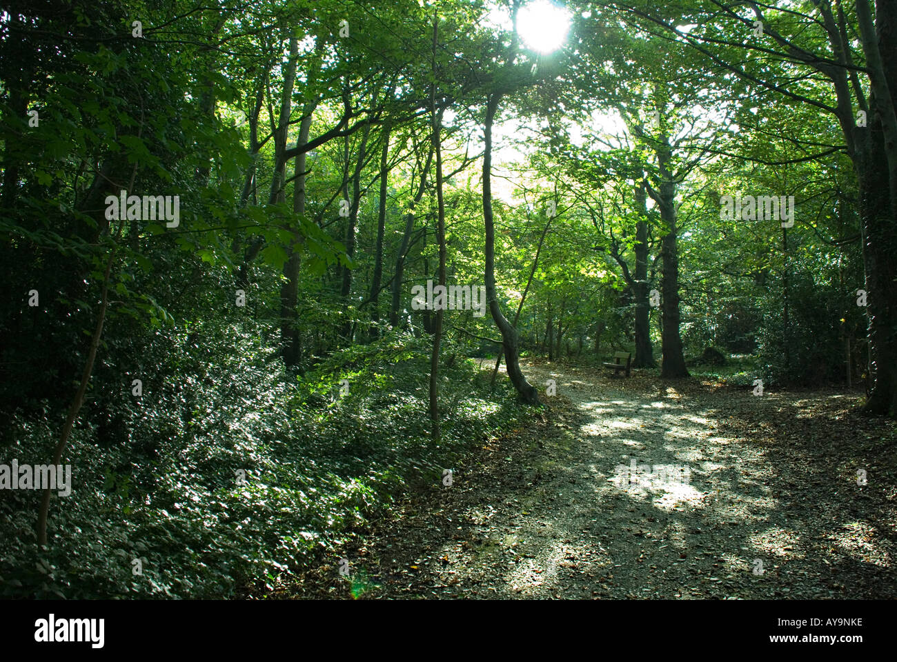 A woodland path with dappled sunshine Stock Photo