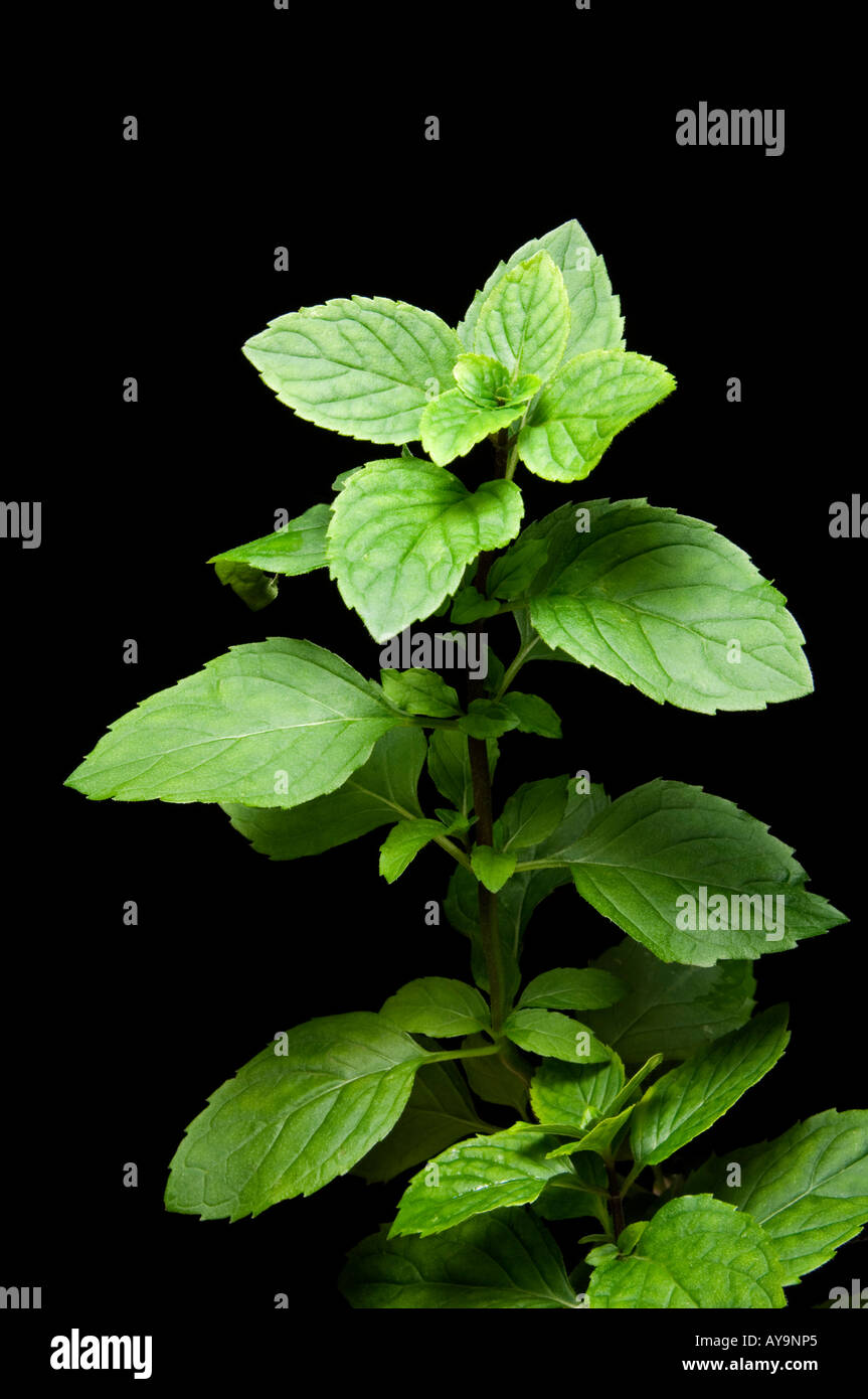 Mint leaves used in cooking Stock Photo Alamy