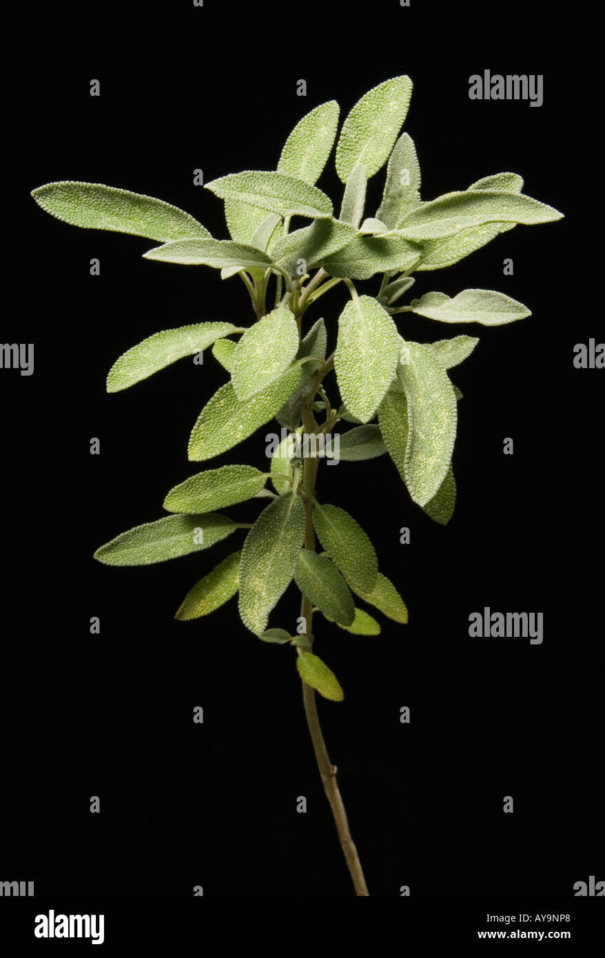 Sage leaves used in cooking Stock Photo Alamy