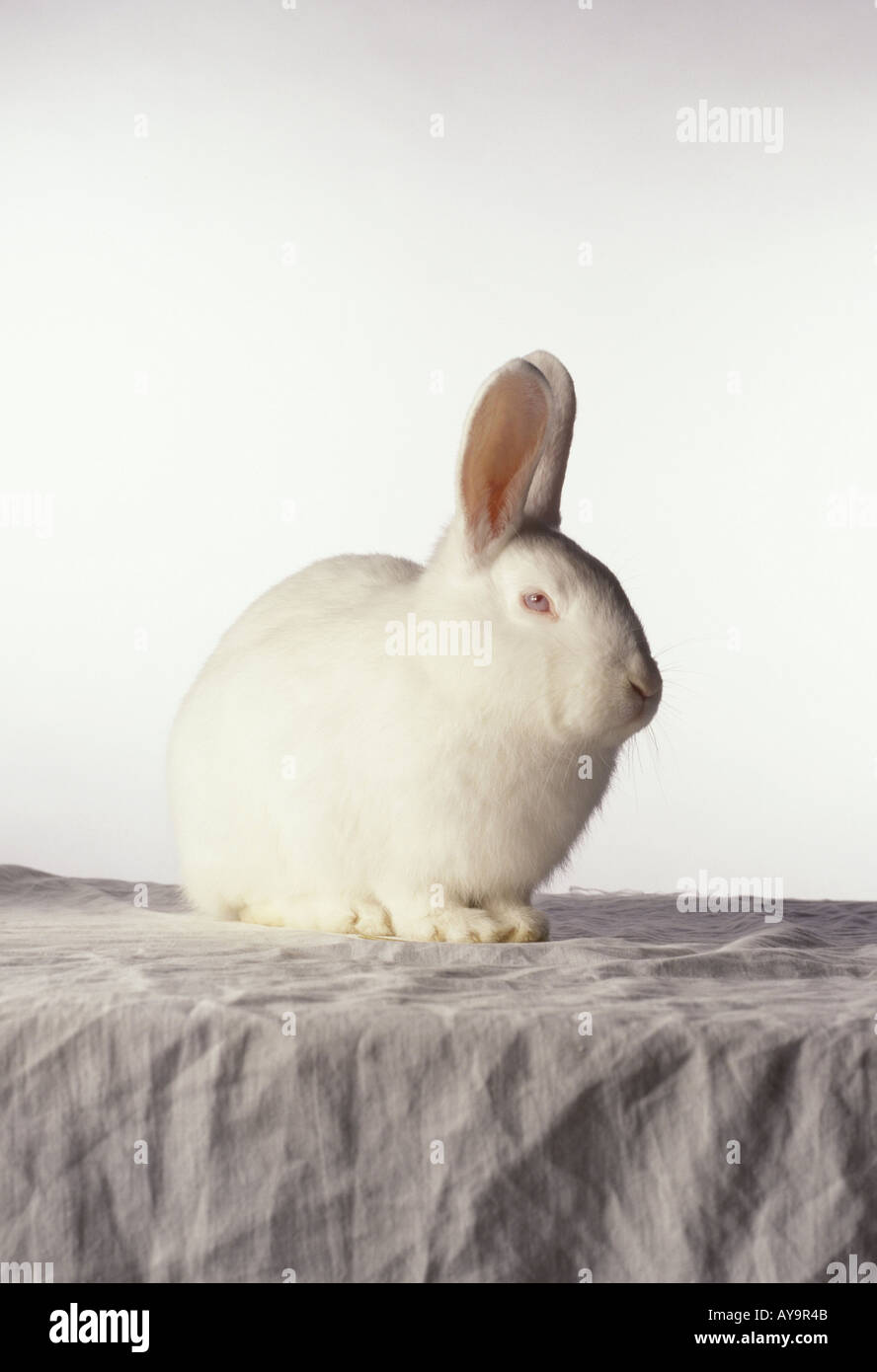 Weisses Kaninchen Stock Photo