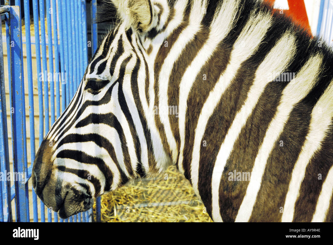 Zebra in einem Kaefig Stock Photo