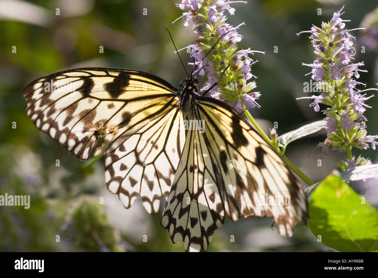 Tree nymph butterfly from the Phillipines photographed at the butterfly