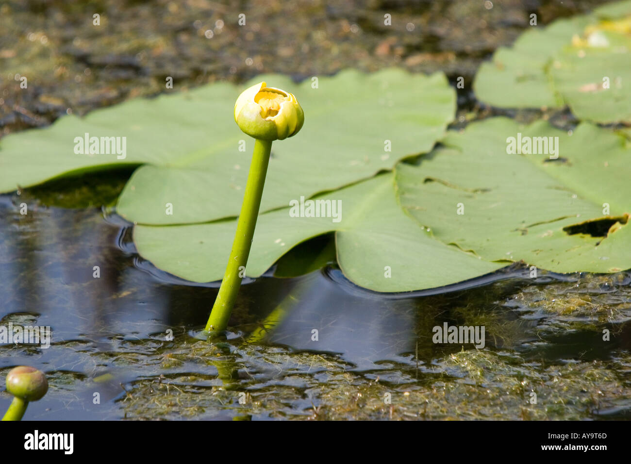 Spatterdock blossom in a Florida retention pond Stock Photo Alamy