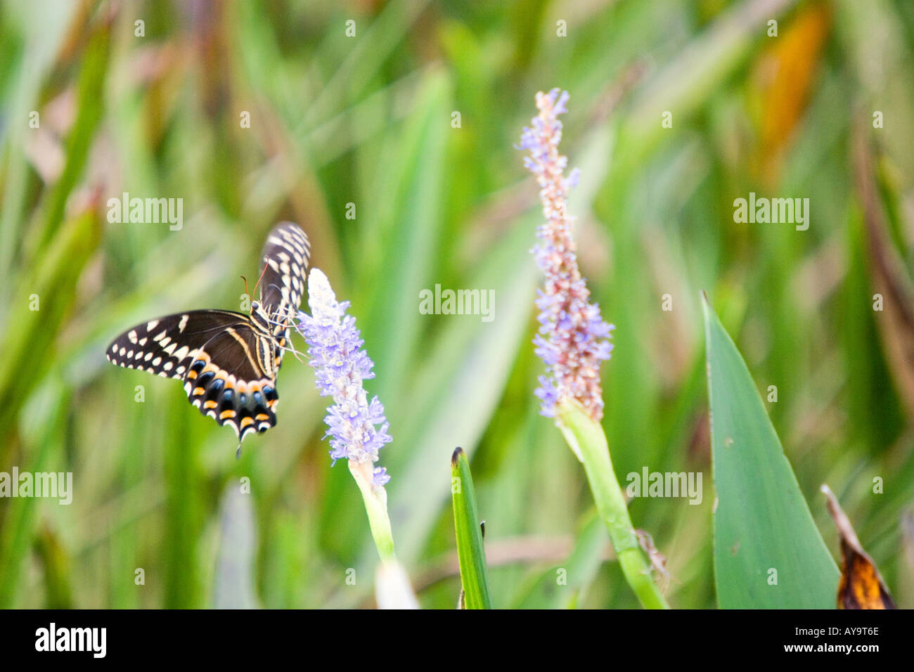 Eastern black swallowtail butterfly naus plexippus landing on a pickerell weed blossom in Florida Stock Photo