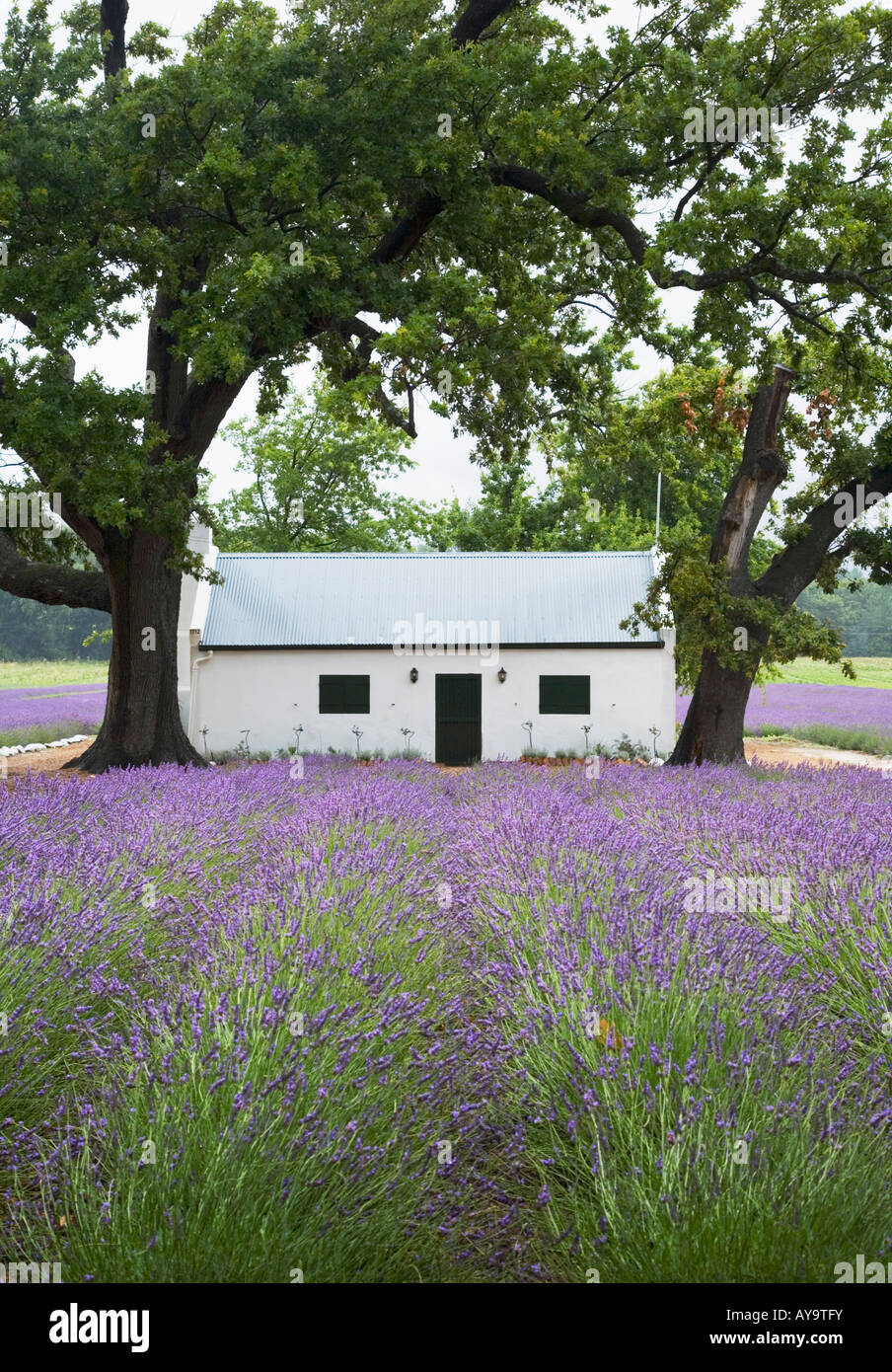 Farm Building and Oak Trees in field of Lavender Franshoek South Africa Stock Photo