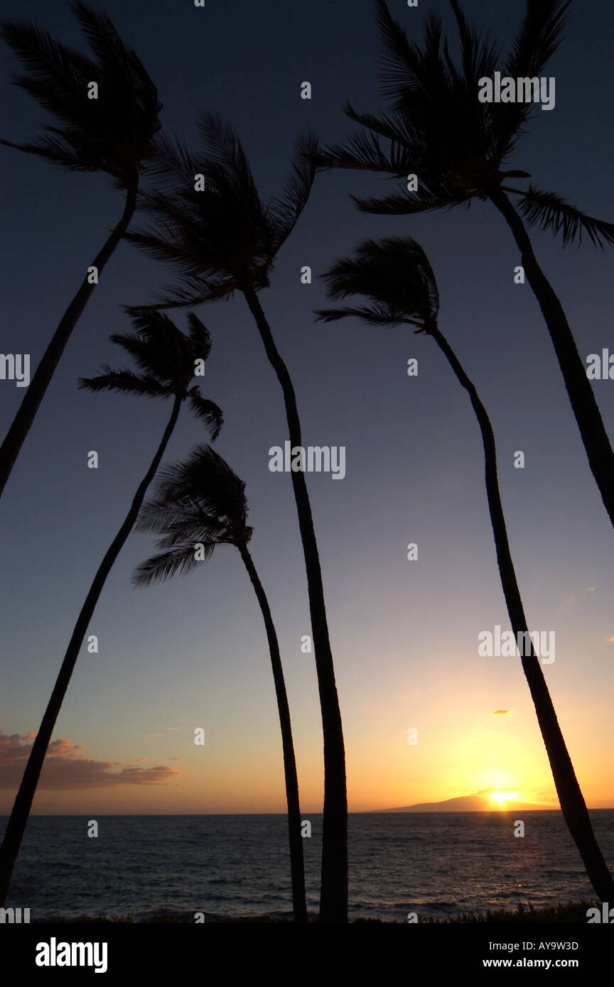 palm tree sunset Maui Hawaii Stock Photo - Alamy